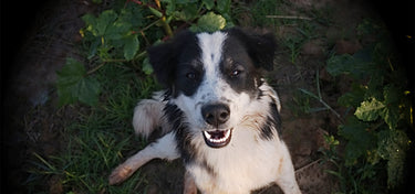 Alternative Approach for Maintaining Oral Health in Cats and Dogs