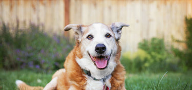 Alternative Therapies for Improving Quality of Life in Senior Pets