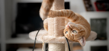 Compliant Cats: Creating Successful Outcomes for Feline Patients