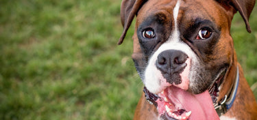 Educating Your Clients About Dental Health in Pets