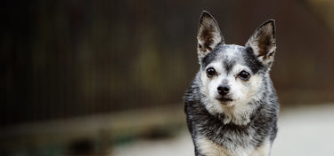 Heart Healthy for the Senior Pet