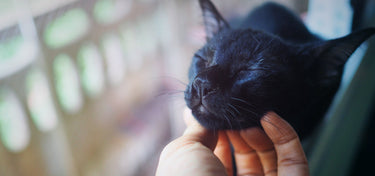 Help Your Clients Manage Their Pets' Behavioral Issues