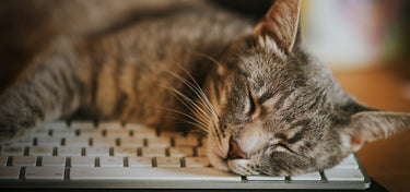 How Can Supplements Maintain Health in Cats?