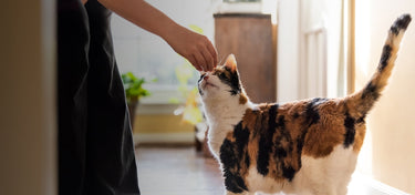 How Supplements Can Benefit Animal GI Health