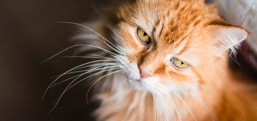 Maintaining Health and Quality of Life in Senior Cats