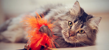 Obstacles in Diagnosing Joint Conditions in Cats