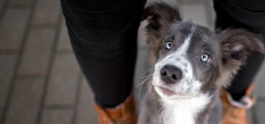 Pandemic Pups: Approach to Separation Anxiety