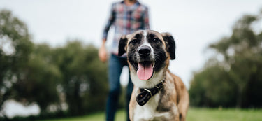 How to Save a Life: Pet First Aid Awareness Month