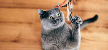 Retaining Mobility in Senior Cats