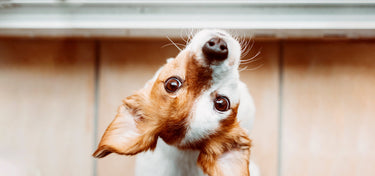 TREATING DIARRHEA: THINK BEYOND ANTIMICROBIALS