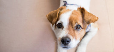 Veterinarian Q&A: An Interview with Dr. Elizabeth DeLomba